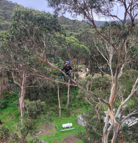 Next Step Tree Removals | 413 Monbulk Rd, Monbulk VIC 3793, Australia | Phone: 0455 331 045