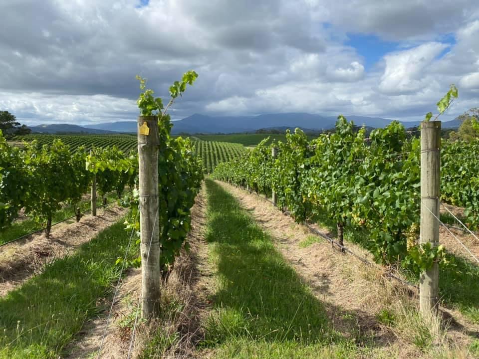 Murrummong Vineyard | food | 11 Briarty Rd, Gruyere VIC 3770, Australia | 0359649266 OR +61 3 5964 9266