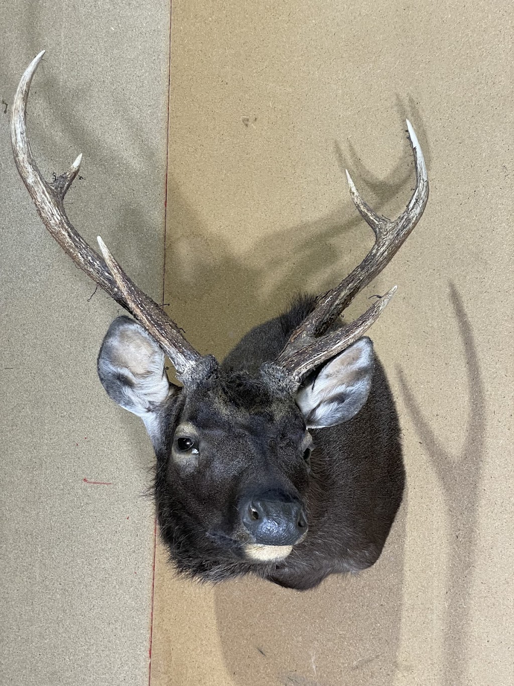 Murray valley Taxidermy | 1922 Burrowye Rd, Koetong VIC 3704, Australia | Phone: 0417 405 176