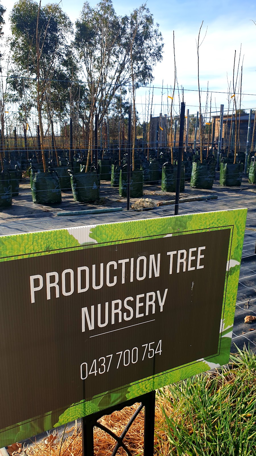 Production Tree Nursery | 45 Ondit Rd, Winchelsea VIC 3241, Australia | Phone: 0437 700 754