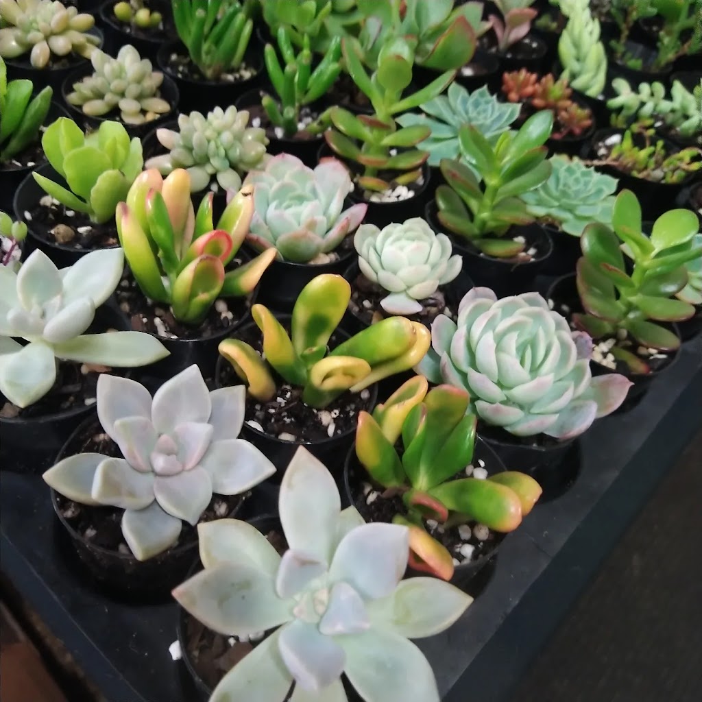 Xeriflora | Woodbridge Hill Rd, Gardners Bay TAS 7112, Australia | Phone: 0406 123 511