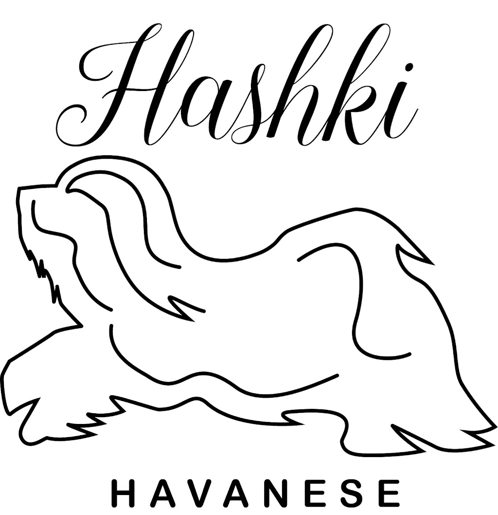 Hashki Havanese | Minerva Rd, Wedderburn NSW 2560, Australia | Phone: 0412 188 989