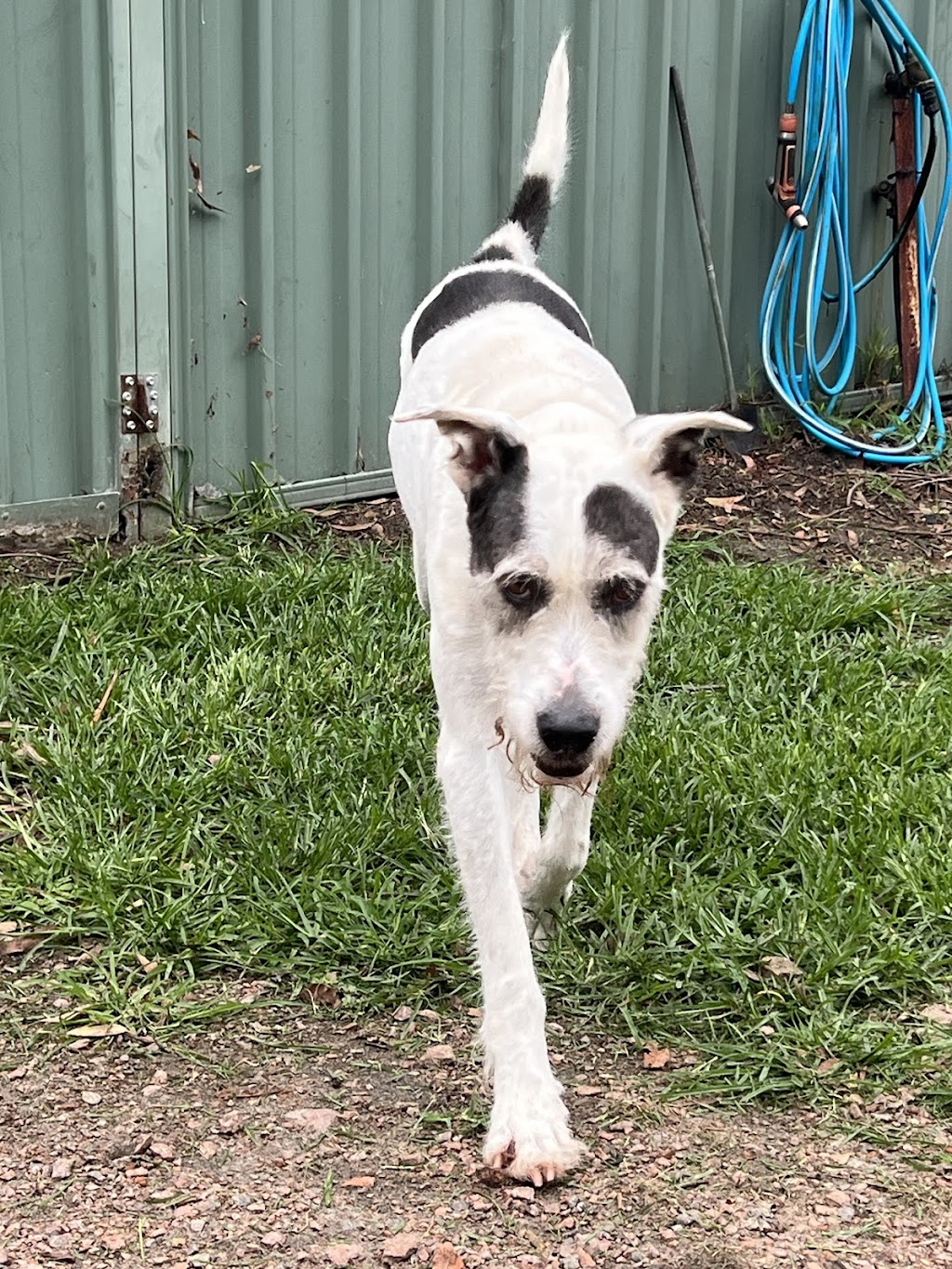 Cejs boarding kennels and cattery | 3409 Nelson Bay Rd, Bobs Farm NSW 2316, Australia | Phone: 0434 230 292