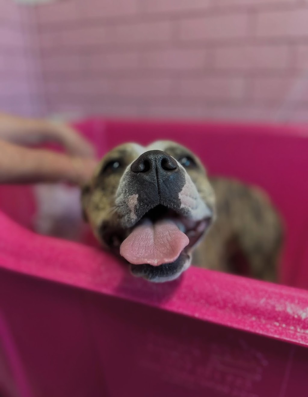 Groovy Grooms Kyogle | 30 Pratt St, Geneva NSW 2474, Australia | Phone: 0438 409 706