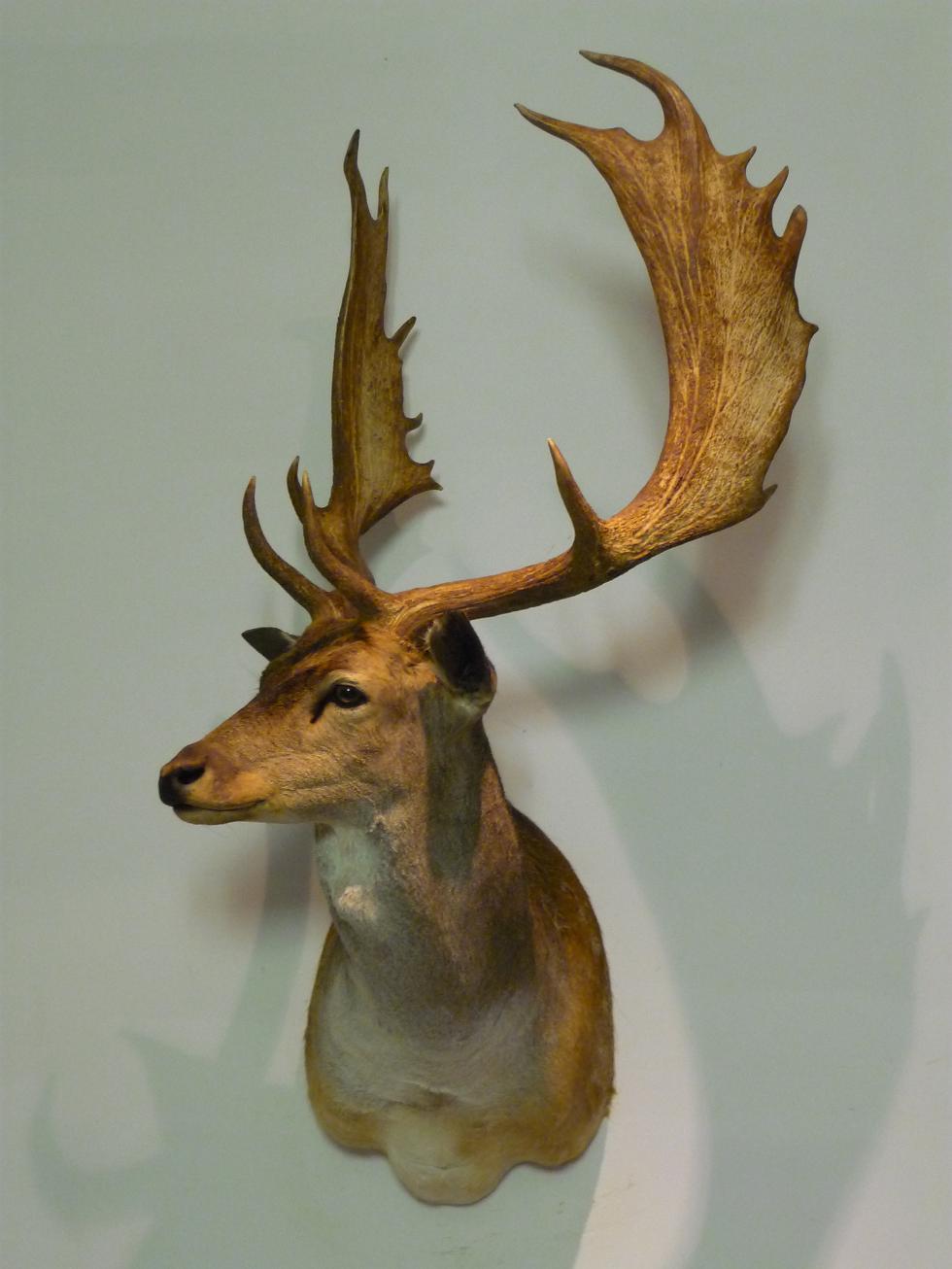 Valley TaxiDermy | 91 Valley Dr, Wallan VIC 3756, Australia | Phone: 0412 784 364