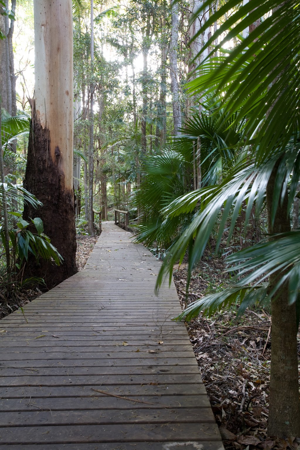 Amore on Buderim Rainforest Cabins | 27 Earlybird Dr, Buderim QLD 4556, Australia | Phone: (07) 5445 5771