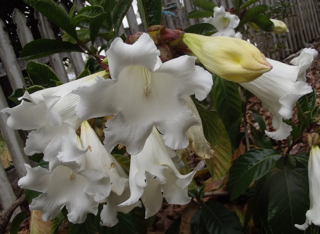 Weslor Flowers Plant Nursery |  | 474 Whelan Rd, Imbil QLD 4570, Australia | 0428832582 OR +61 428 832 582