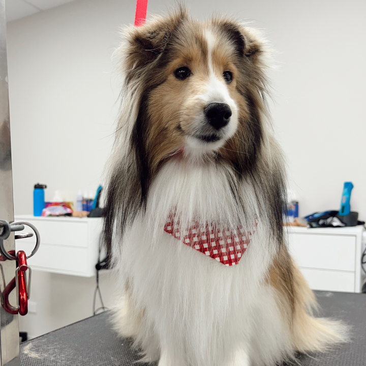 Georges House Dog Grooming Leeton | Palm Ave, Leeton NSW 2705, Australia | Phone: 0493 671 026