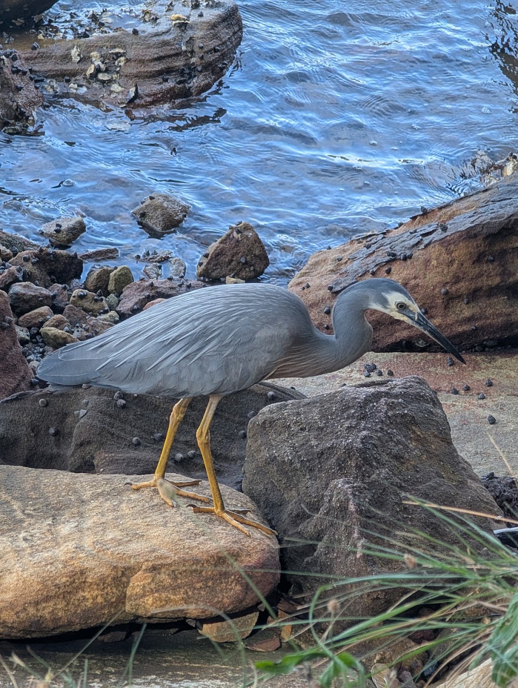 Port Stephens Beachside Garden Villa Rental- Maestral II | 27 Richardson Ave, Boat Harbour NSW 2136, Australia | Phone: (02) 4981 1577