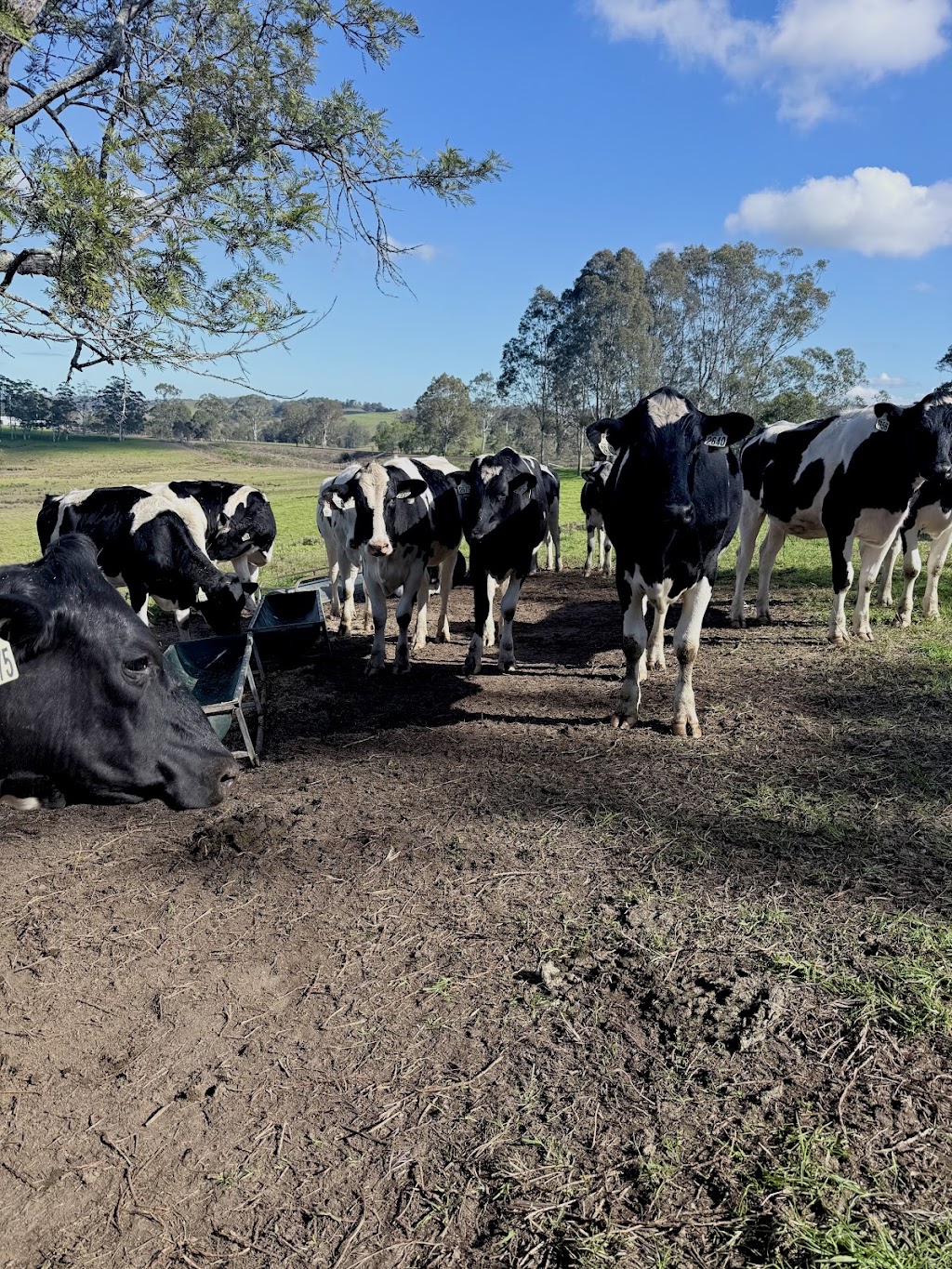 Kalimna Estate | 1155 Tocal Rd, Paterson NSW 2421, Australia | Phone: 0405 505 930