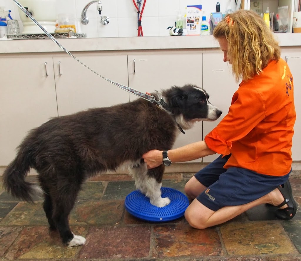 Active Pet Rehabilitation | 588 Stirling Hwy, Mosman Park WA 6012, Australia | Phone: 0450 113 983