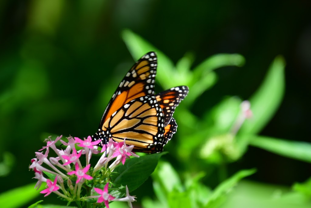 Australian Butterfly Sanctuary | zoo | 8 Rob Veivers Dr, Kuranda QLD 4881, Australia | 0740937575 OR +61 7 4093 7575