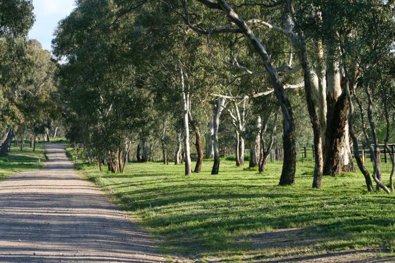 Blue Gum Farm | 72 Faris Rd, Euroa VIC 3666, Australia | Phone: (03) 5795 3331