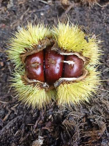 Chestnuts by Sylvie | 26 Priors Rd, The Patch VIC 3792, Australia | Phone: 0439 084 730