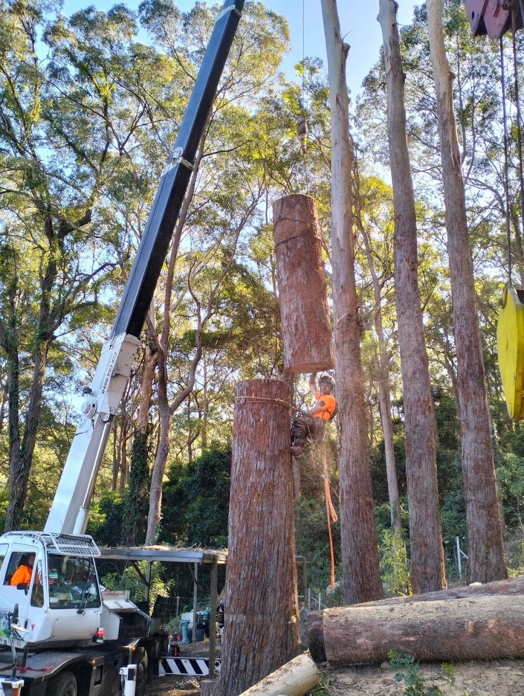 Tall Timbers Tree Solutions | 45 Leumeah Ave, Chain Valley Bay NSW 2259, Australia | Phone: 0424 712 292