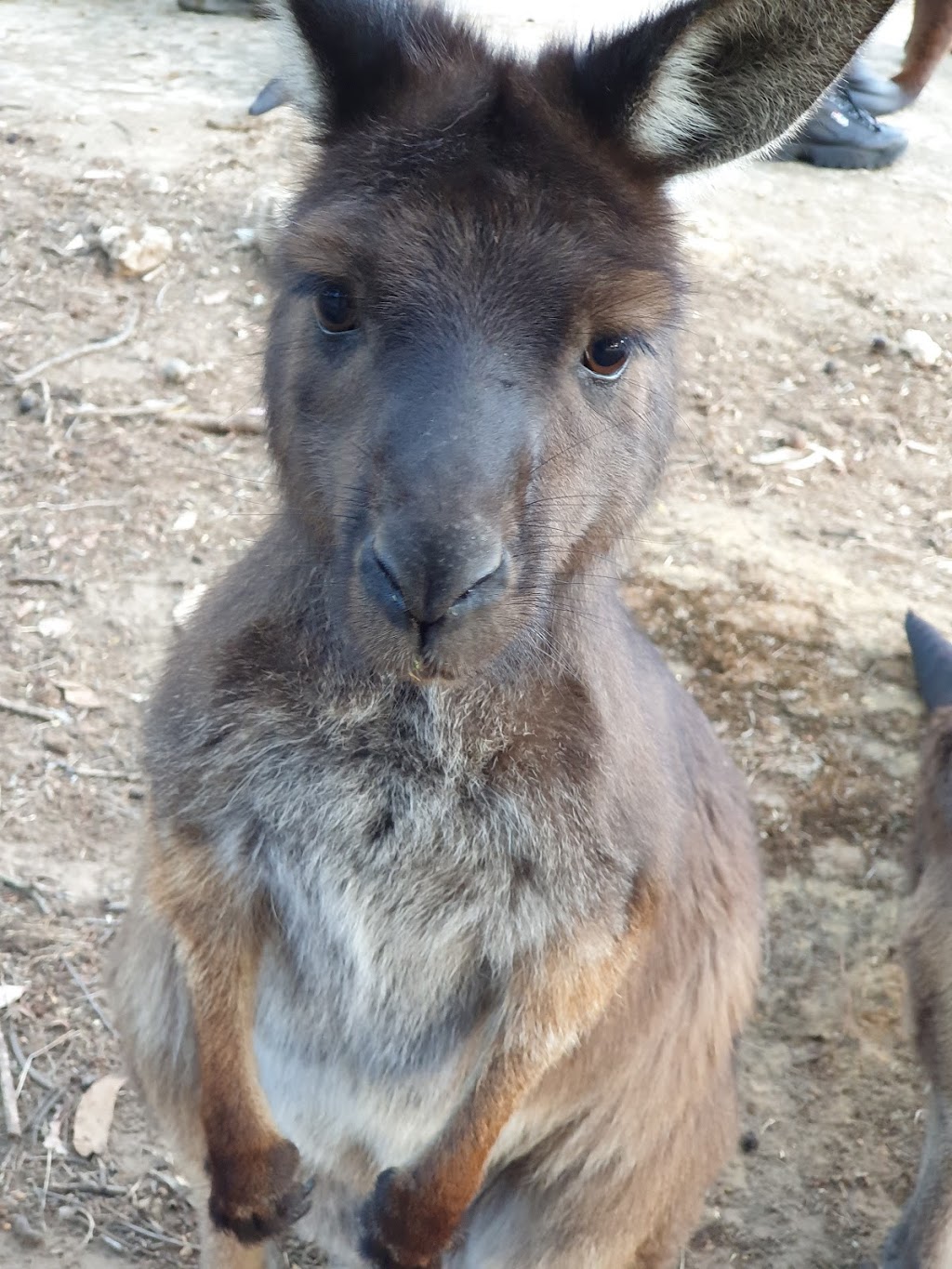 Kangaroo Island Wildlife Park | 4068 Playford Hwy, Seddon SA 5220, Australia | Phone: (08) 8559 6050
