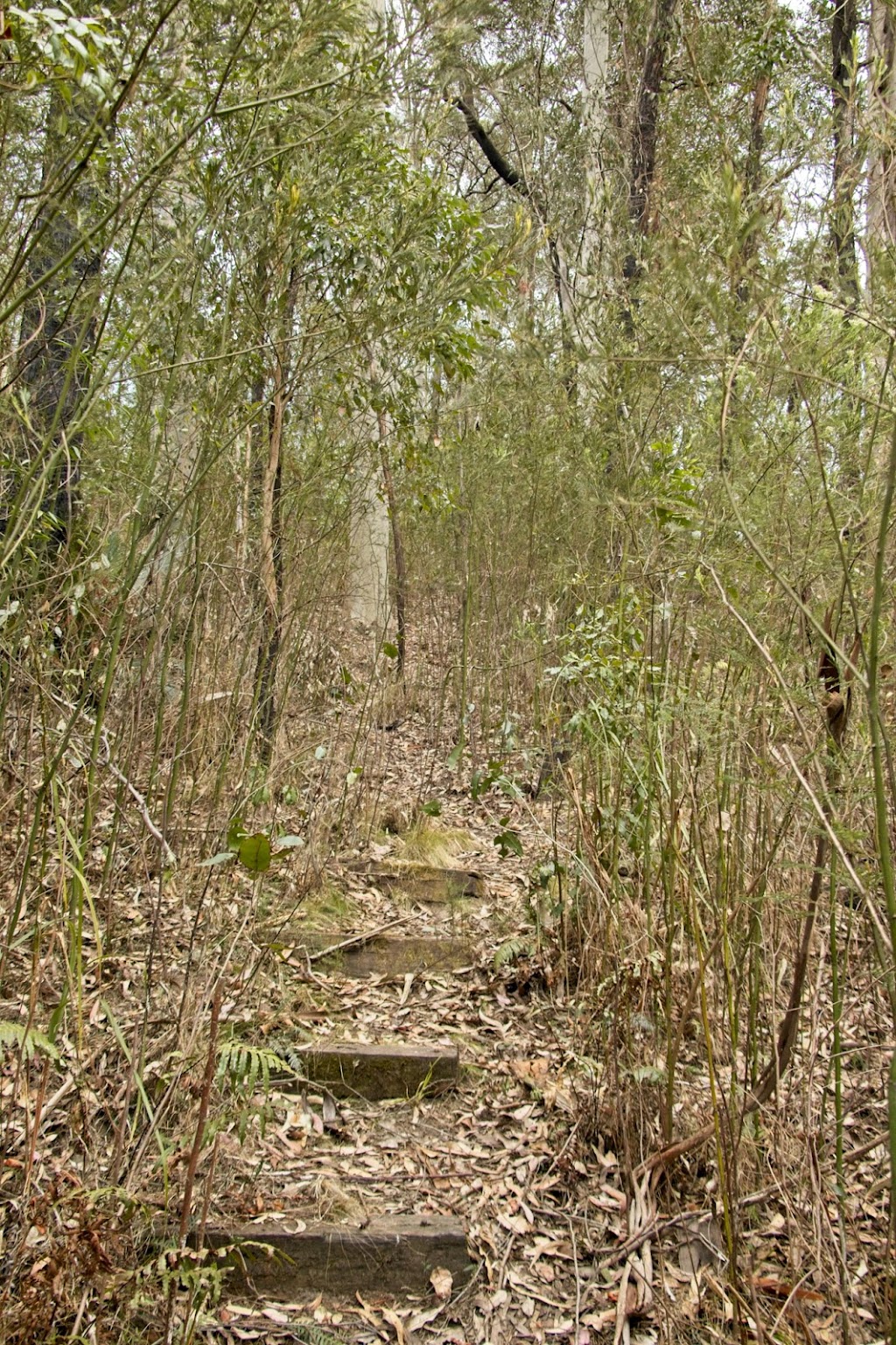 Mogo Trails | 10 Annett St, Mogo NSW 2536, Australia | Phone: (02) 4474 1000