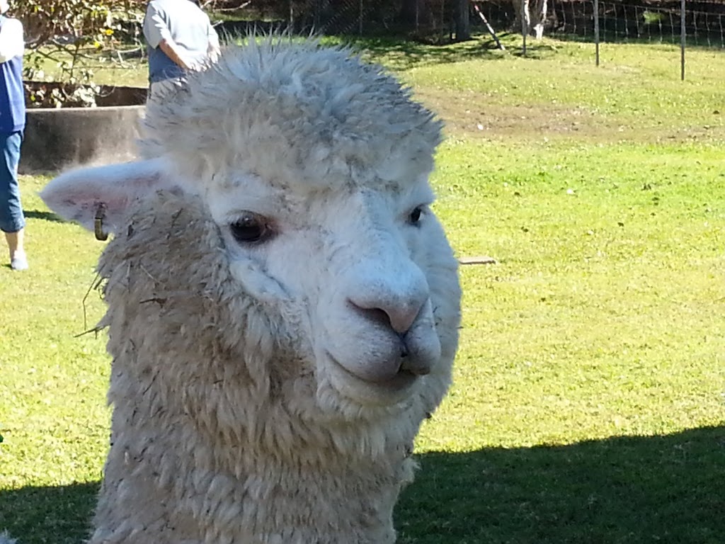 Cardiff Alpacas | 165 Nicholsons Ln, Harwood NSW 2465, Australia | Phone: (02) 6646 4377