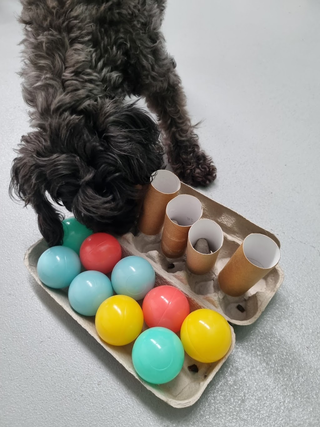 Simply Paws Daycare For Dogs | 1/13 Yandina Rd, West Gosford NSW 2250, Australia | Phone: 0415 838 082