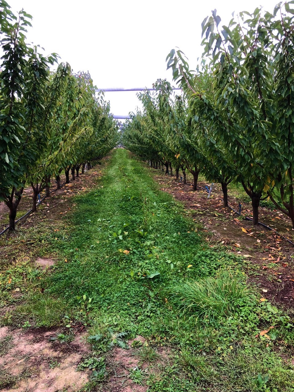 Franklin Cherries- Tasmania | 80 Maxfields Rd, Franklin TAS 7113, Australia | Phone: 0417 595 300