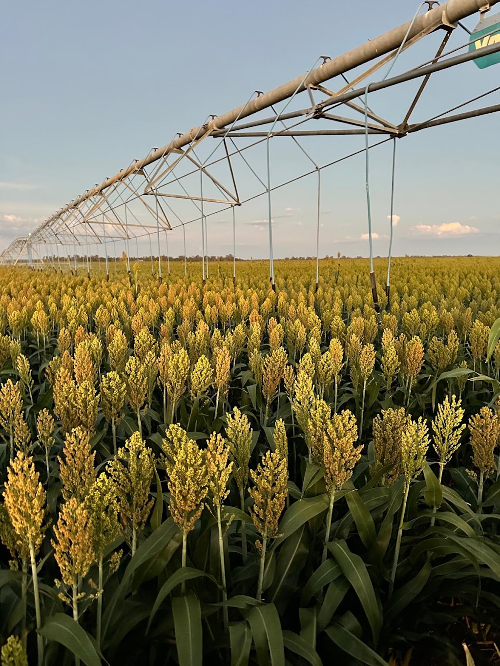 Agventure Farming | 1468 Millmerran Leyburn Rd, Tummaville QLD 4352, Australia | Phone: 0429 646 869