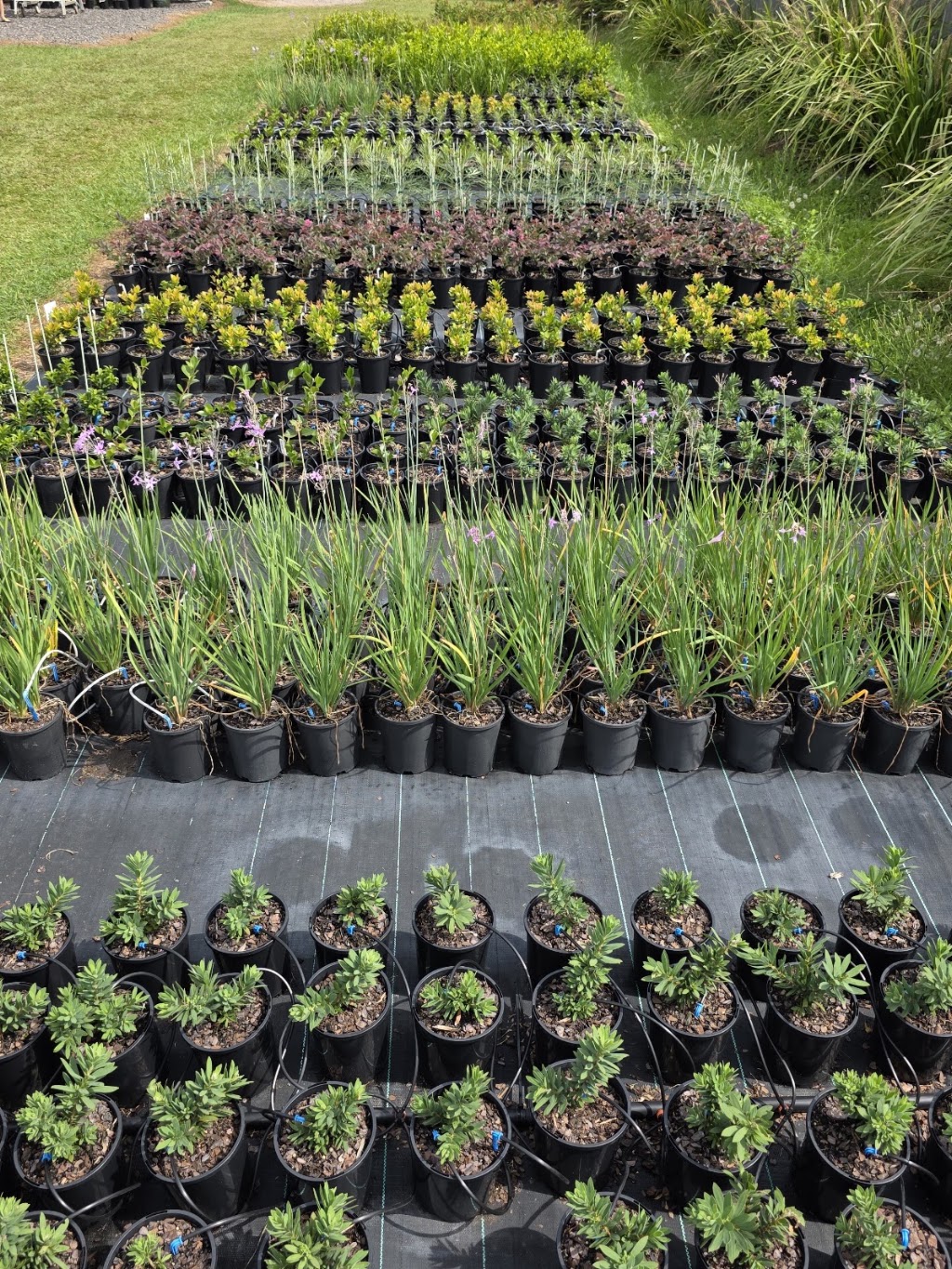 Morts Hort Nursery | 26 Hatchman Ct, Elimbah QLD 4516, Australia | Phone: 0432 453 033