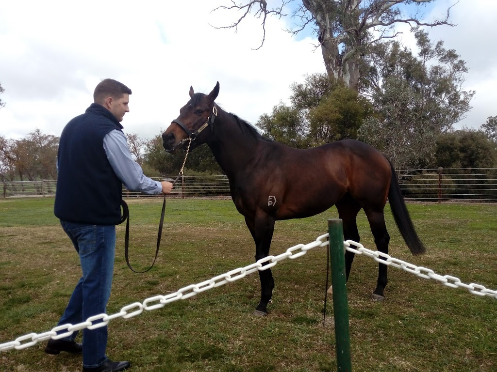 Cornerstone Stud | 476 Eden Valley Rd, Angaston SA 5353, Australia | Phone: (08) 8561 0000