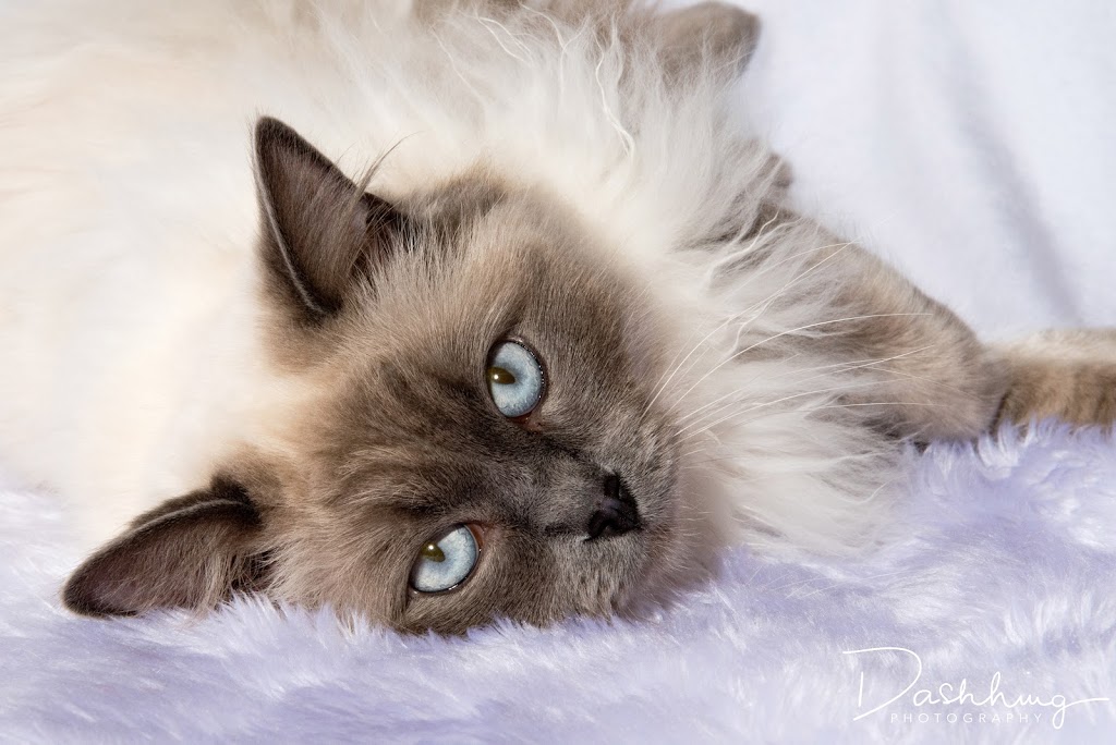 cRAiGDOLLS Ragdoll Cat & Kittens - Purrfect kittens to complete  | Mort Street, Katoomba NSW 2780, Australia | Phone: (02) 4782 6476