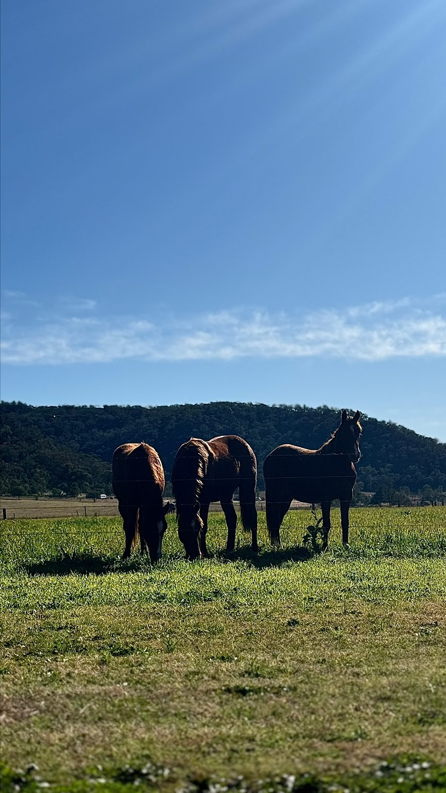 Sunhill Stud | 386 Ferndale Rd, Yarrawa NSW 2328, Australia | Phone: 0428 610 105