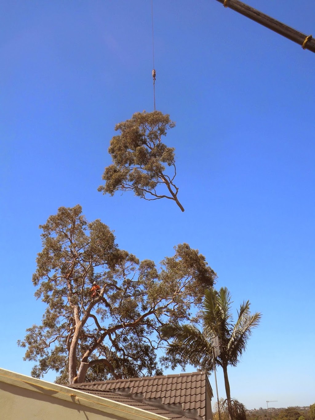 Argonauts Tree Service | Lake Rd, Tuggerah NSW 2259, Australia | Phone: (02) 4355 4555