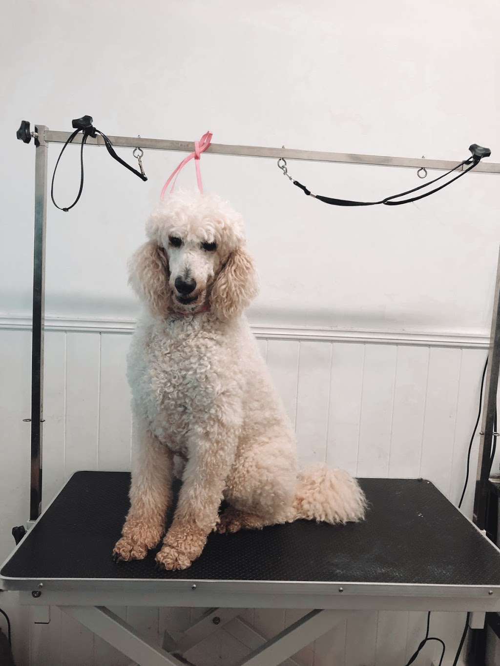 Groomingdales Pet Grooming Salon | 5/55 Hardys Rd, Mudgeeraba QLD 4213, Australia | Phone: (07) 5522 9966