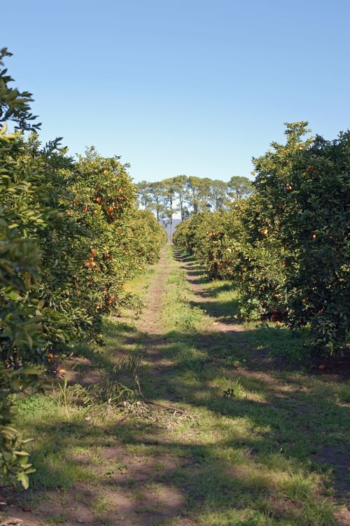 Schofields Orange Orchard | 42 Yarramundi Ln, Agnes Banks NSW 2753, Australia | Phone: 0411 119 701