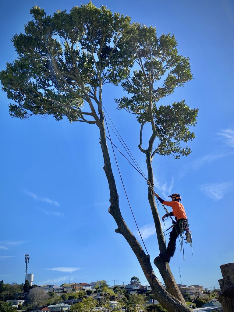 Urban Tree Care | Kula Rd, Medowie NSW 2318, Australia | Phone: 0435 502 951