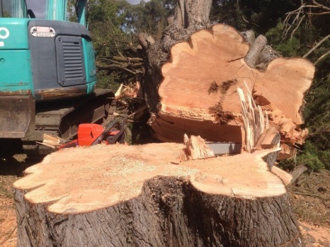 Sunshine Coast Tree Lopping Noosa | Unit 4/1 Margit Cres, Sunrise Beach QLD 4567, Australia | Phone: (07) 5646 3620