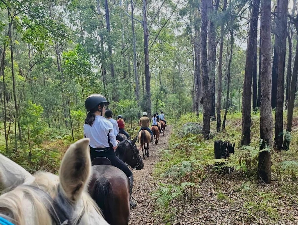 Watagan Australia Agistment & Spelling | 43 Watagan Rd, Martinsville NSW 2265, Australia | Phone: 0450 221 294