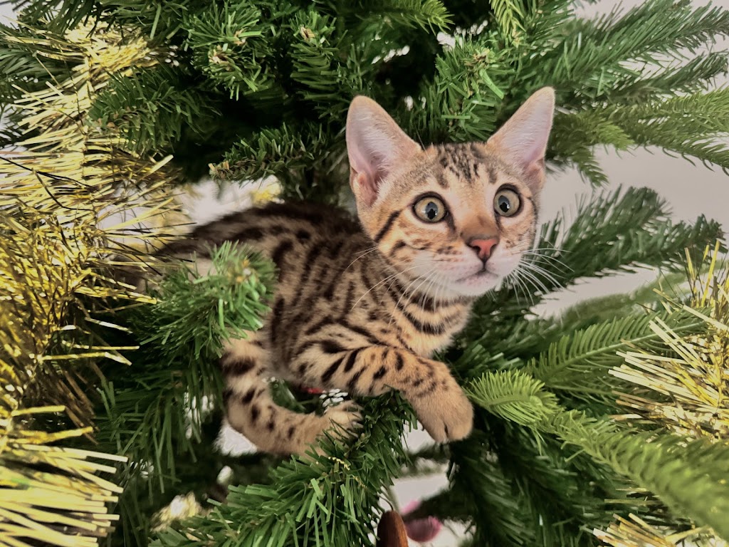 Lecruz Bengals: Registered Breeder In Australia | Minto Rd, Minto NSW 2566, Australia | Phone: 0481 200 229