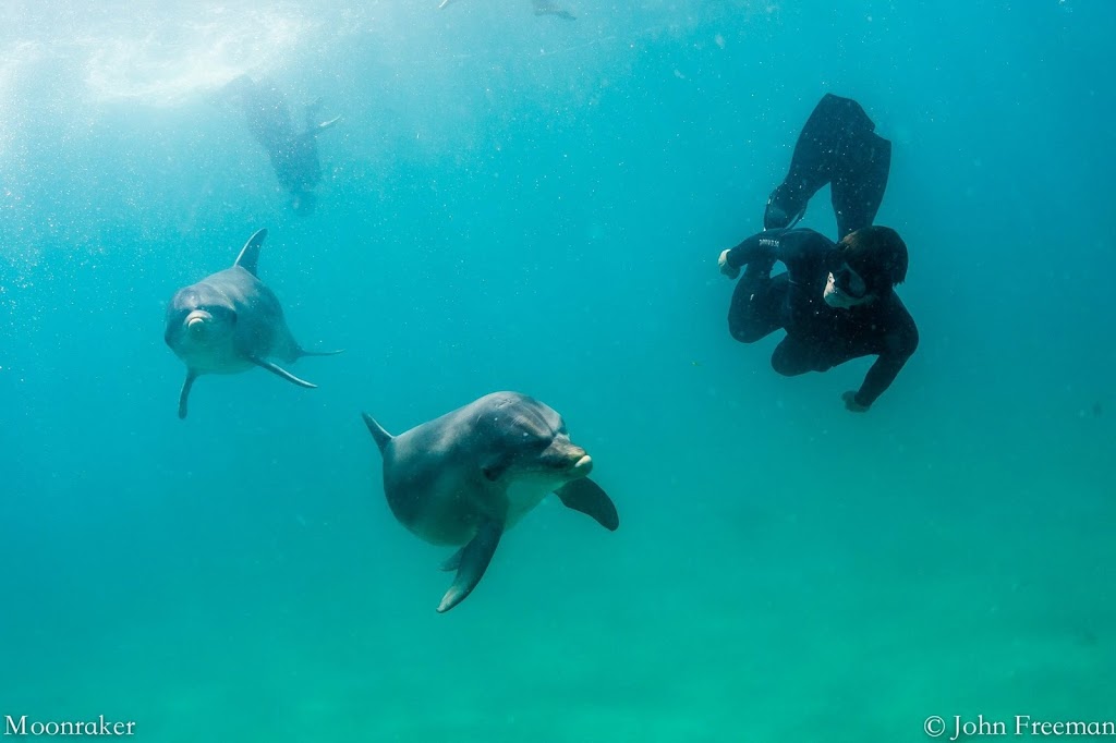 Moonraker Dolphin Swims | Esplanade, Sorrento VIC 3943, Australia | Phone: (03) 5984 4211