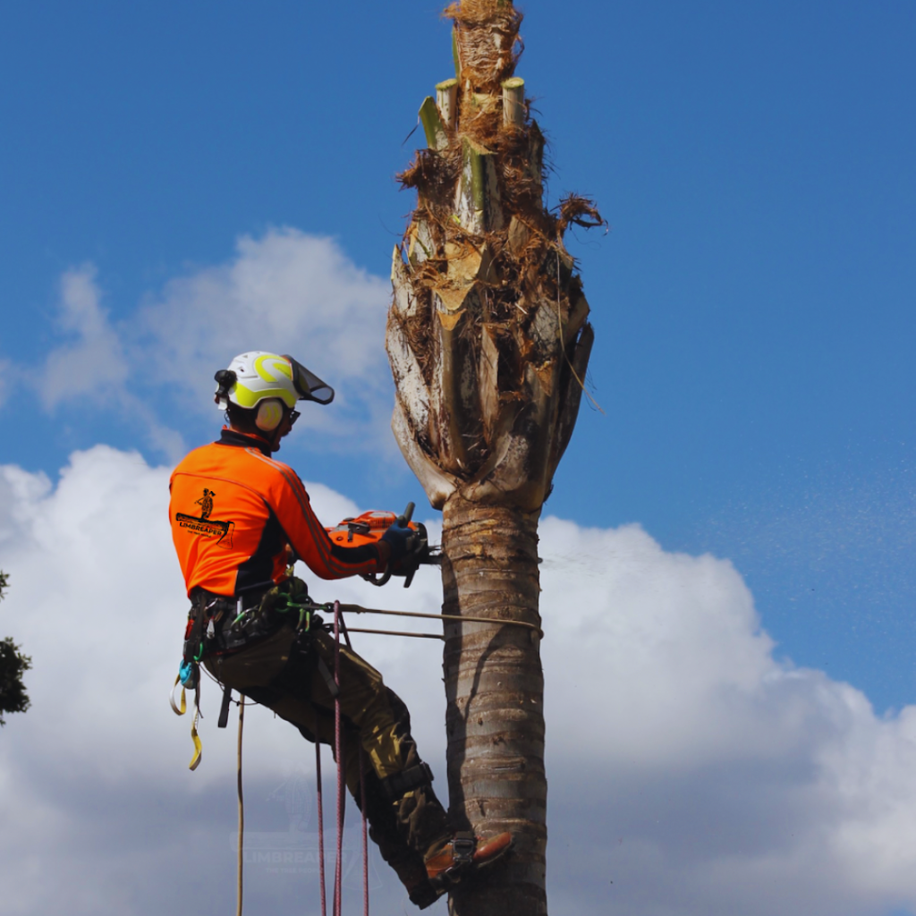 Limb Reaper | 19 Batman Dr, Redbank Plains QLD 4301, Australia | Phone: 0413 263 455
