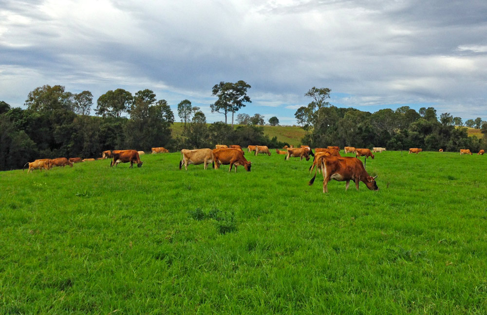 Cooloola Milk | 1275 Mary Valley Rd, Dagun QLD 4570, Australia | Phone: (07) 5483 2332