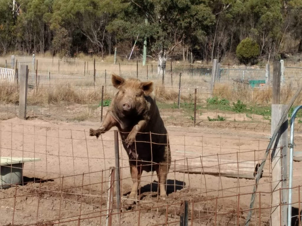 Happy Pig Farm | cafe | 32 Cameron Rd, Stanthorpe QLD 4380, Australia | 0411988415 OR +61 411 988 415