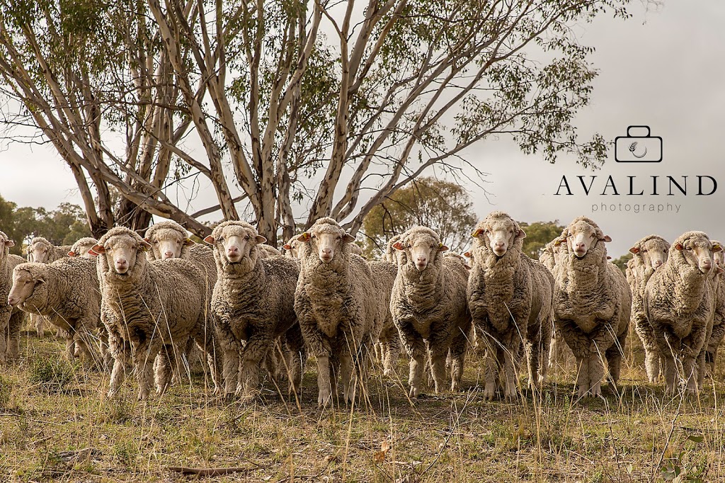 Avalind Photography |  | 31 Eulimore Rd, Eugowra NSW 2806, Australia | 0467315172 OR +61 467 315 172