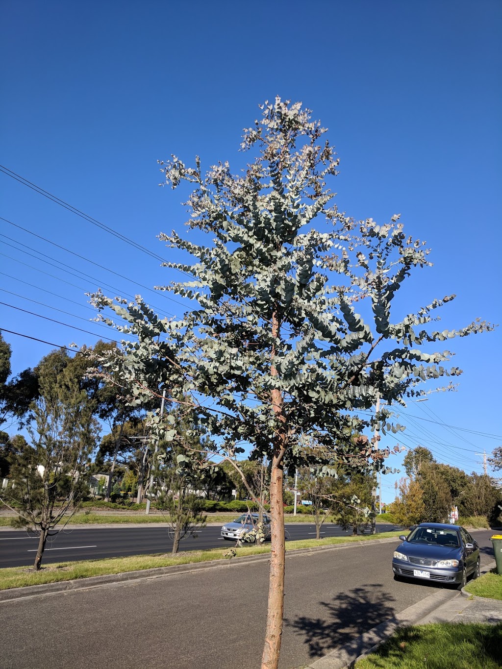 Stephens Reserve | Vermont VIC 3133, Australia