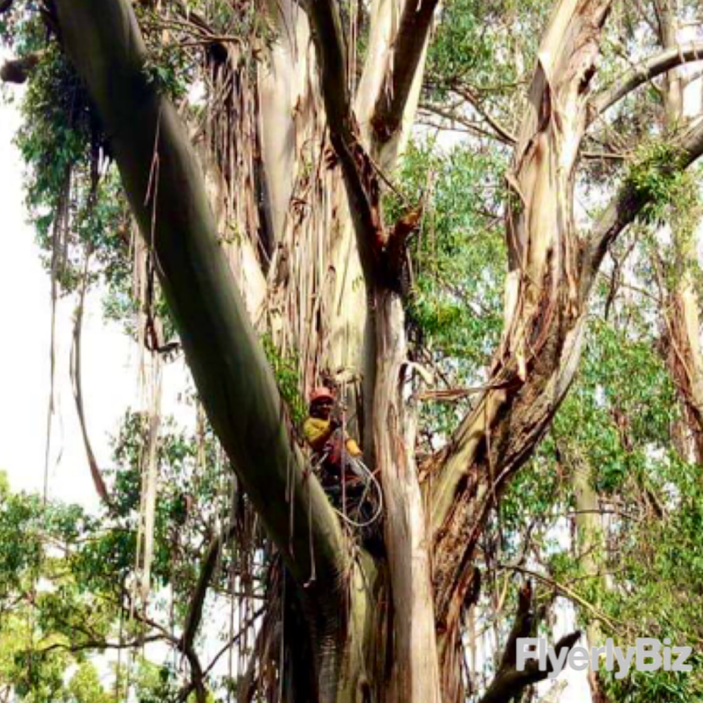 Gippsland Tree Services | 92 Parr St, Leongatha VIC 3953, Australia | Phone: 0407 245 381