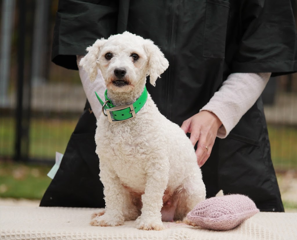 Bredwell Puppies | 3120 Ballan-Meredith Rd, Ballan VIC 3342, Australia | Phone: 0480 637 226