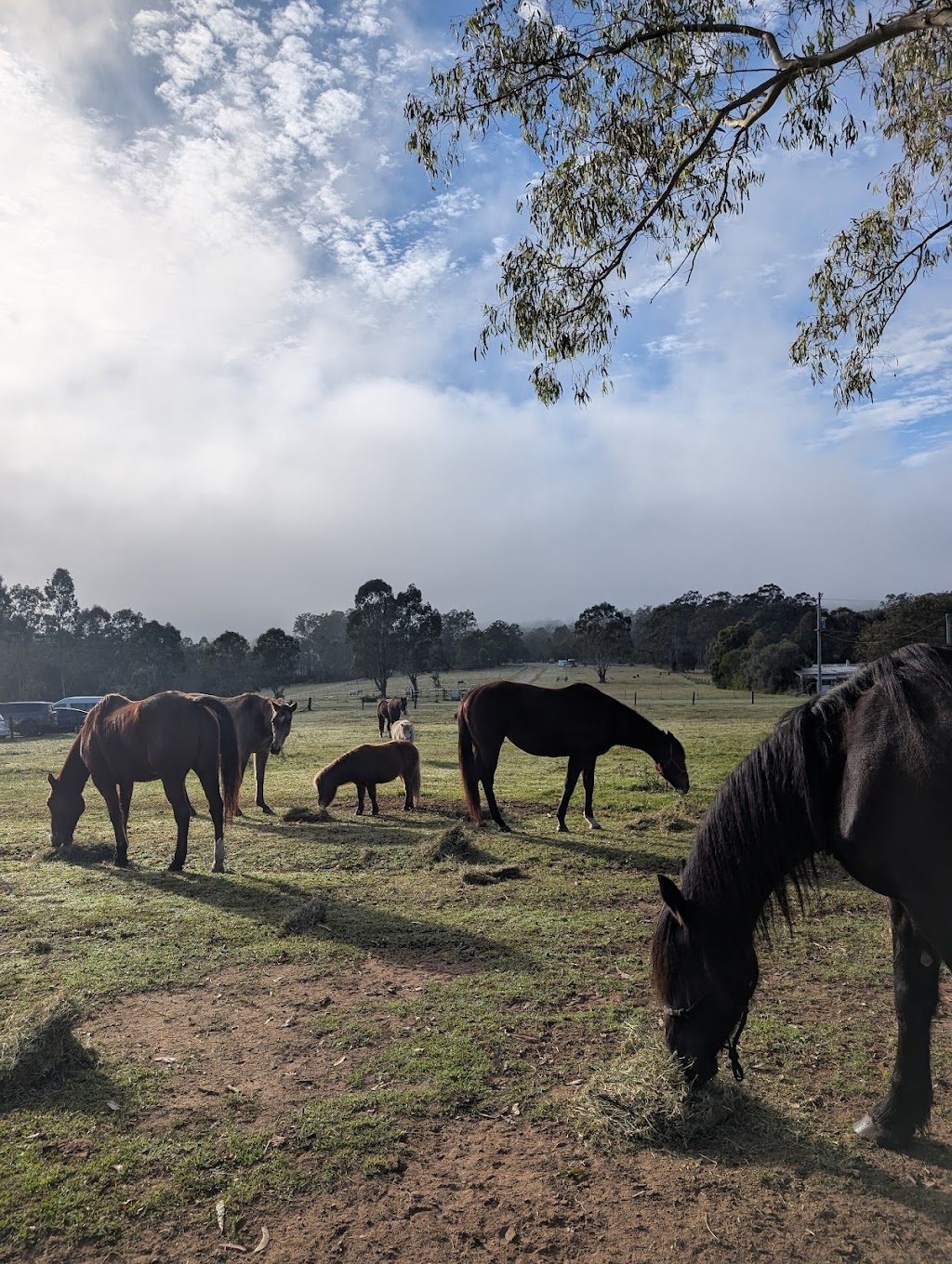 Wolf Pack Health and Wellness | Warren Rd, Wanora QLD 4306, Australia | Phone: 0400 053 939