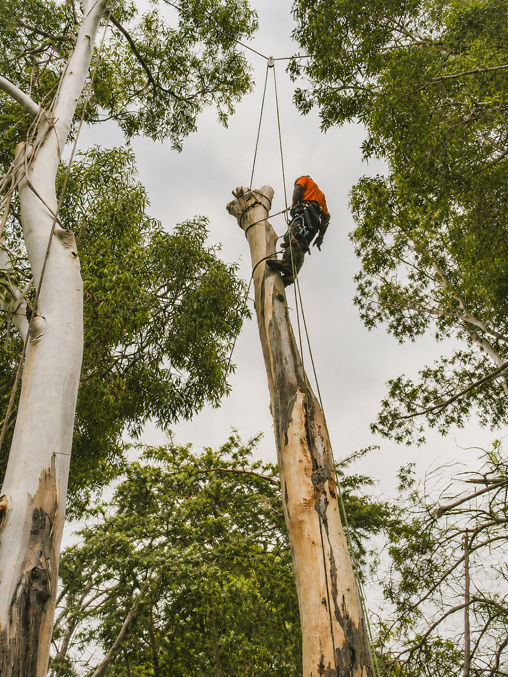 SAWWBONES ARBORICULTURE | 13 Aries Pl, Narrawallee NSW 2539, Australia | Phone: 0481 190 566