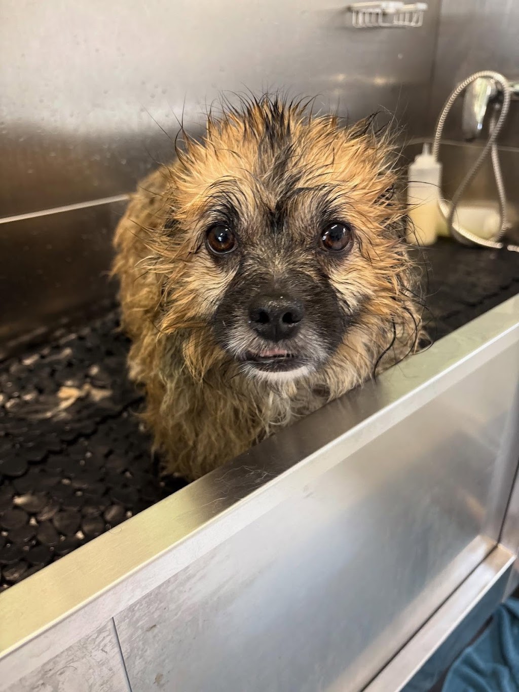 Cinda’s Pet Services | 2/96 Northville Dr, Barnsley NSW 2278, Australia | Phone: 0424 649 428