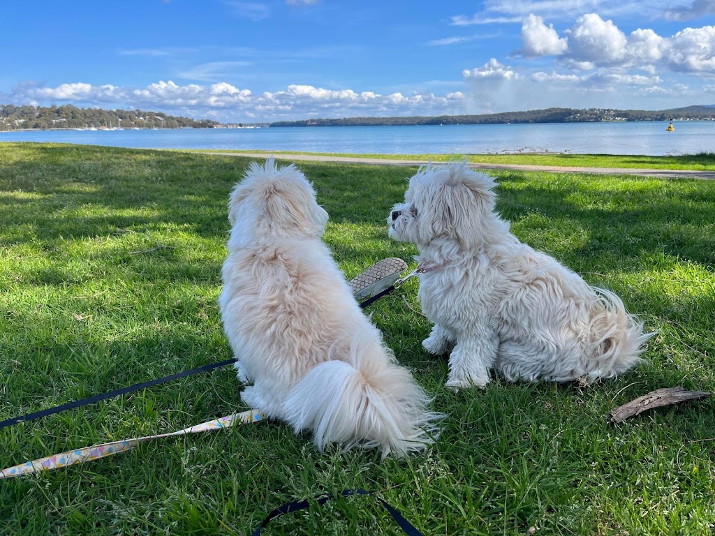 ICBOO- Inverness Breeder Of Companion Oodles | 4 Golf Links Rd, Glen Innes NSW 2370, Australia | Phone: 0421 351 649