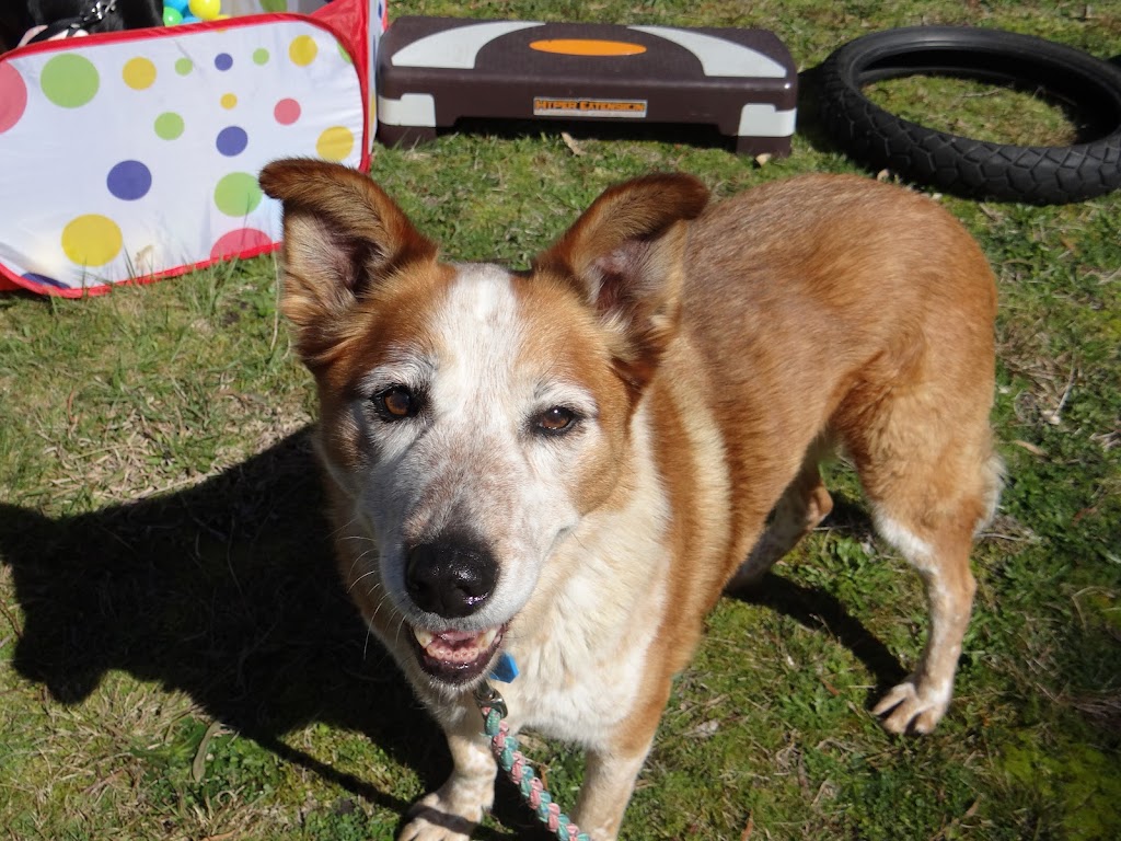 Happy Tails Dog Training Tasmania | Marriott St, Westbury TAS 7303, Australia | Phone: 0417 574 307