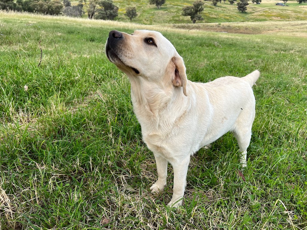 Haleana Labradors | Belubula Way, Canowindra NSW 2804, Australia | Phone: 0433 636 285